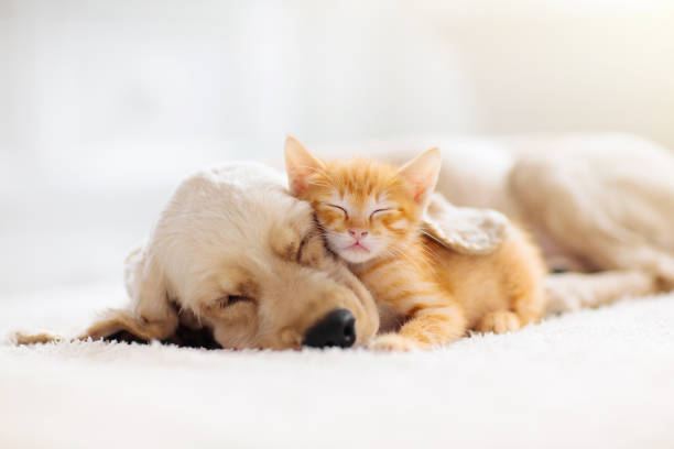 About Royal Veterinary Centre